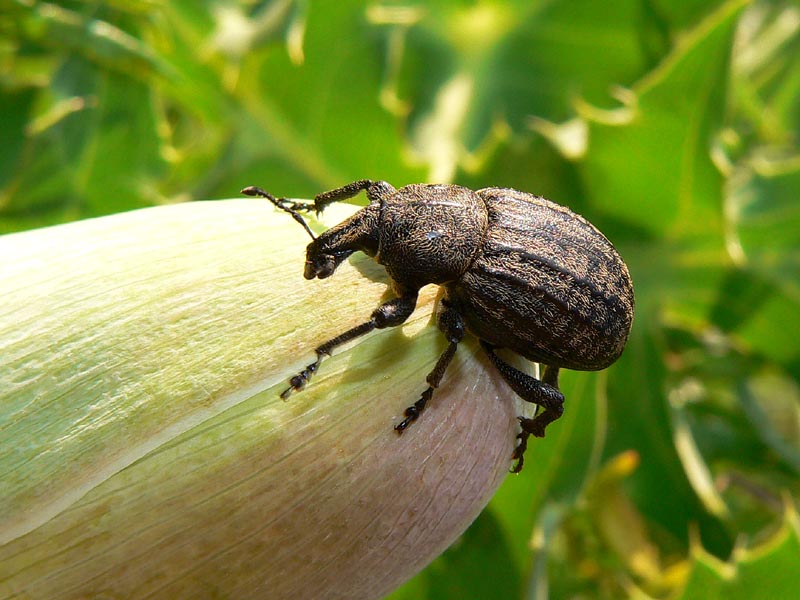 Anisorhynchus barbarus sturmi (Coleoptera, Curculionidae)